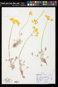 Eriogonum strictum var. anserinum image