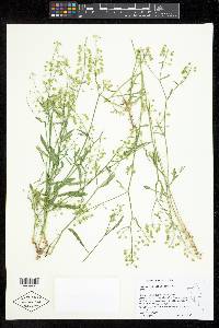 Lepidium montanum image