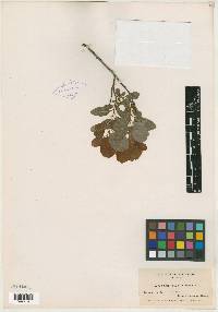 Salix obtusata image