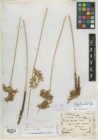 Juncus effusus var. pacificus image