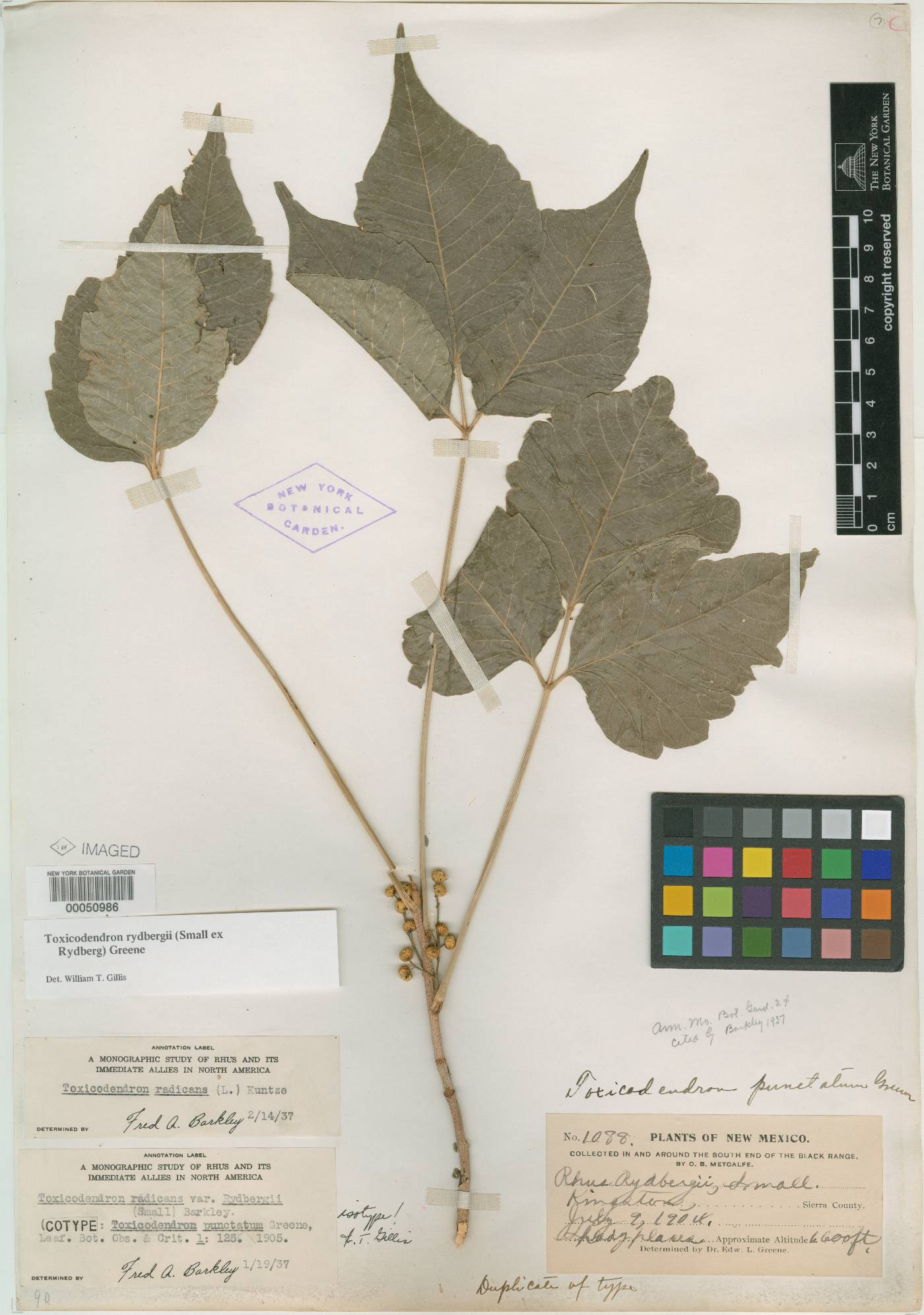 Toxicodendron punctatum image