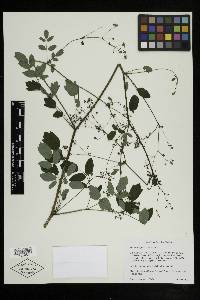 Thalictrum pubescens image