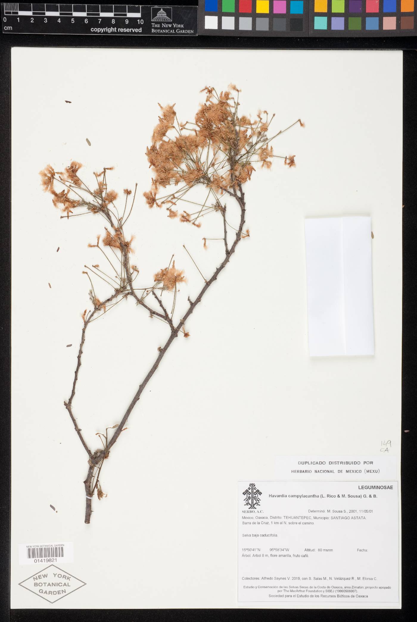 Havardia campylacanthus image