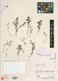 Phacelia cronquistiana image