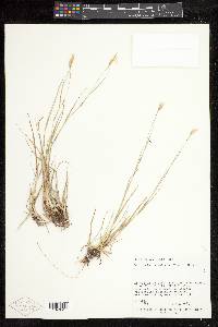 Danthonia unispicata image