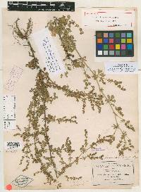 Lachemilla sibbaldiifolia image