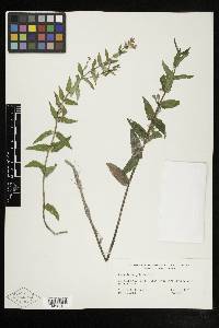 Scutellaria galericulata image