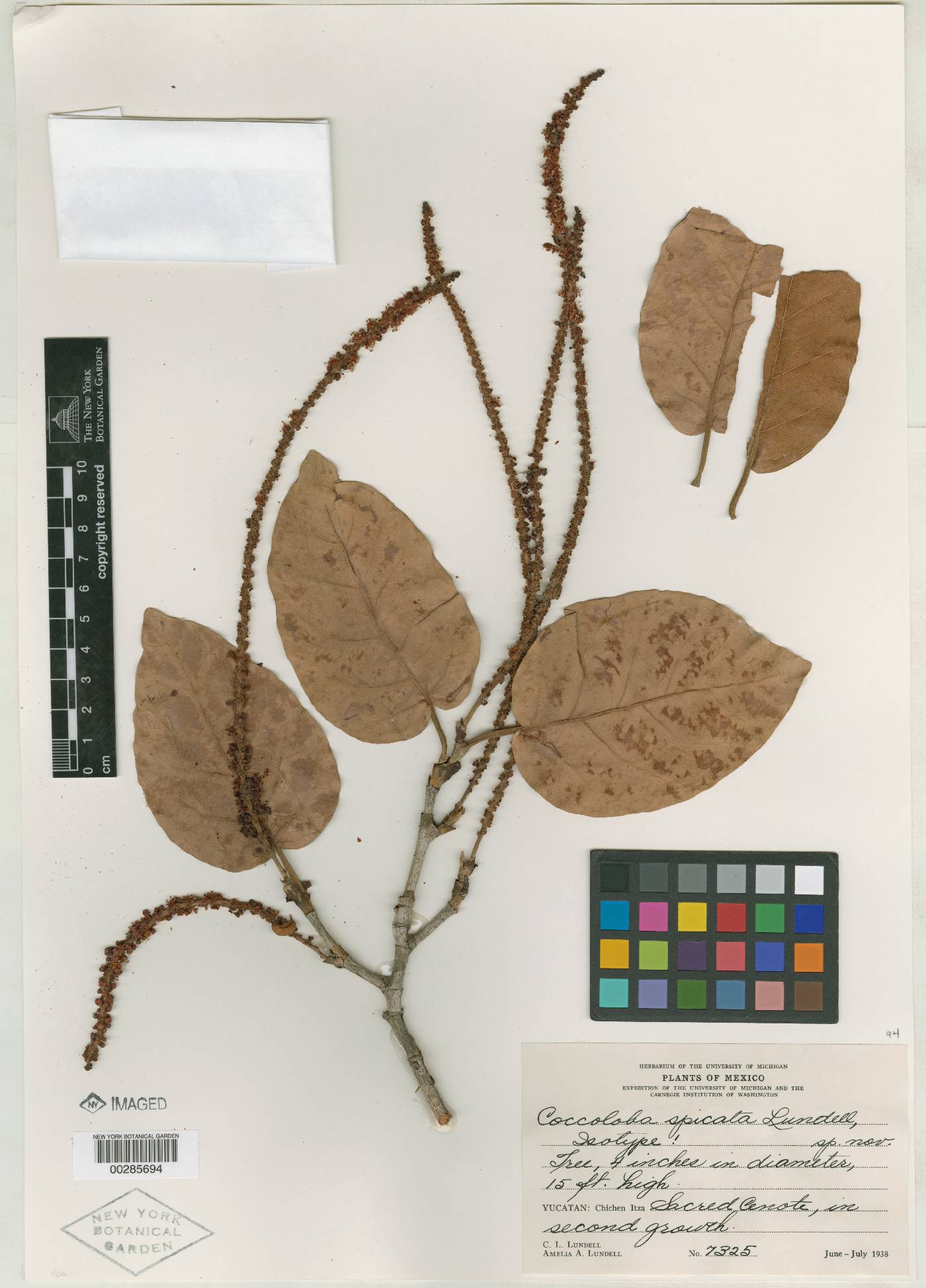 Coccoloba spicata image