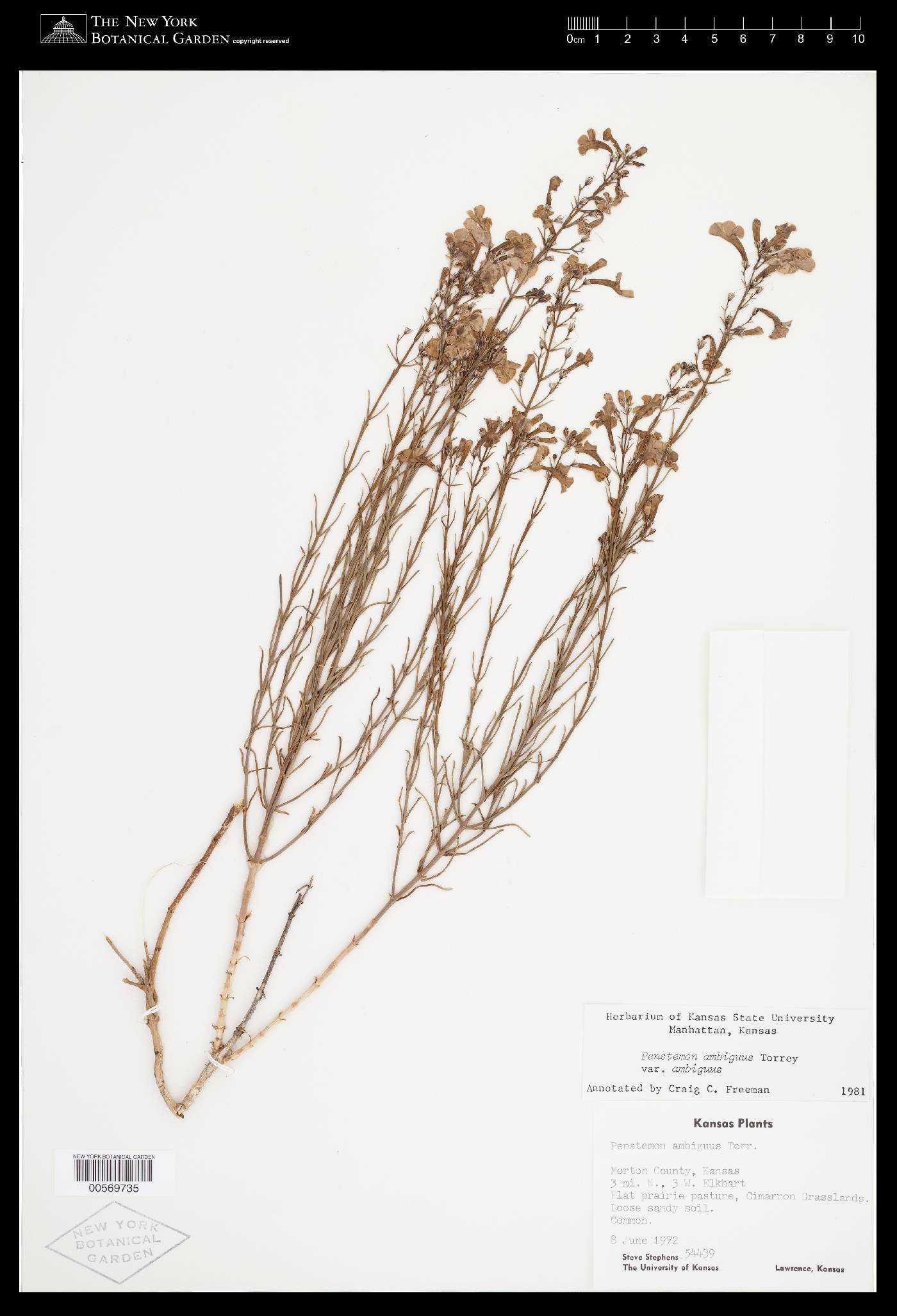 Penstemon ambiguus var. ambiguus image
