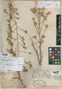 Dieteria canescens var. canescens image