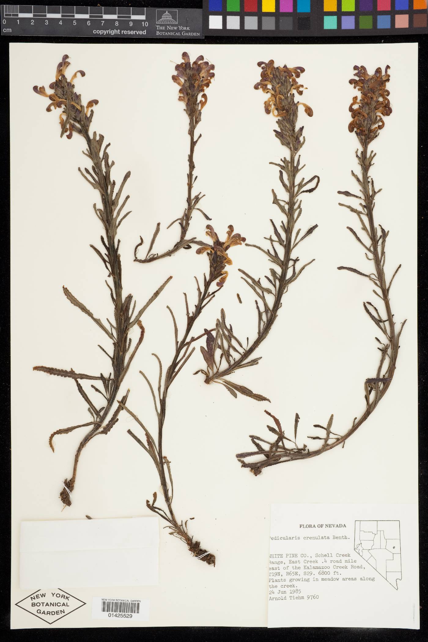 Pedicularis crenulata image