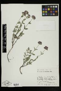 Monardella odoratissima var. odoratissima image