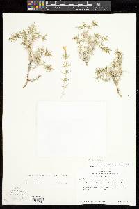 Linanthus watsonii image