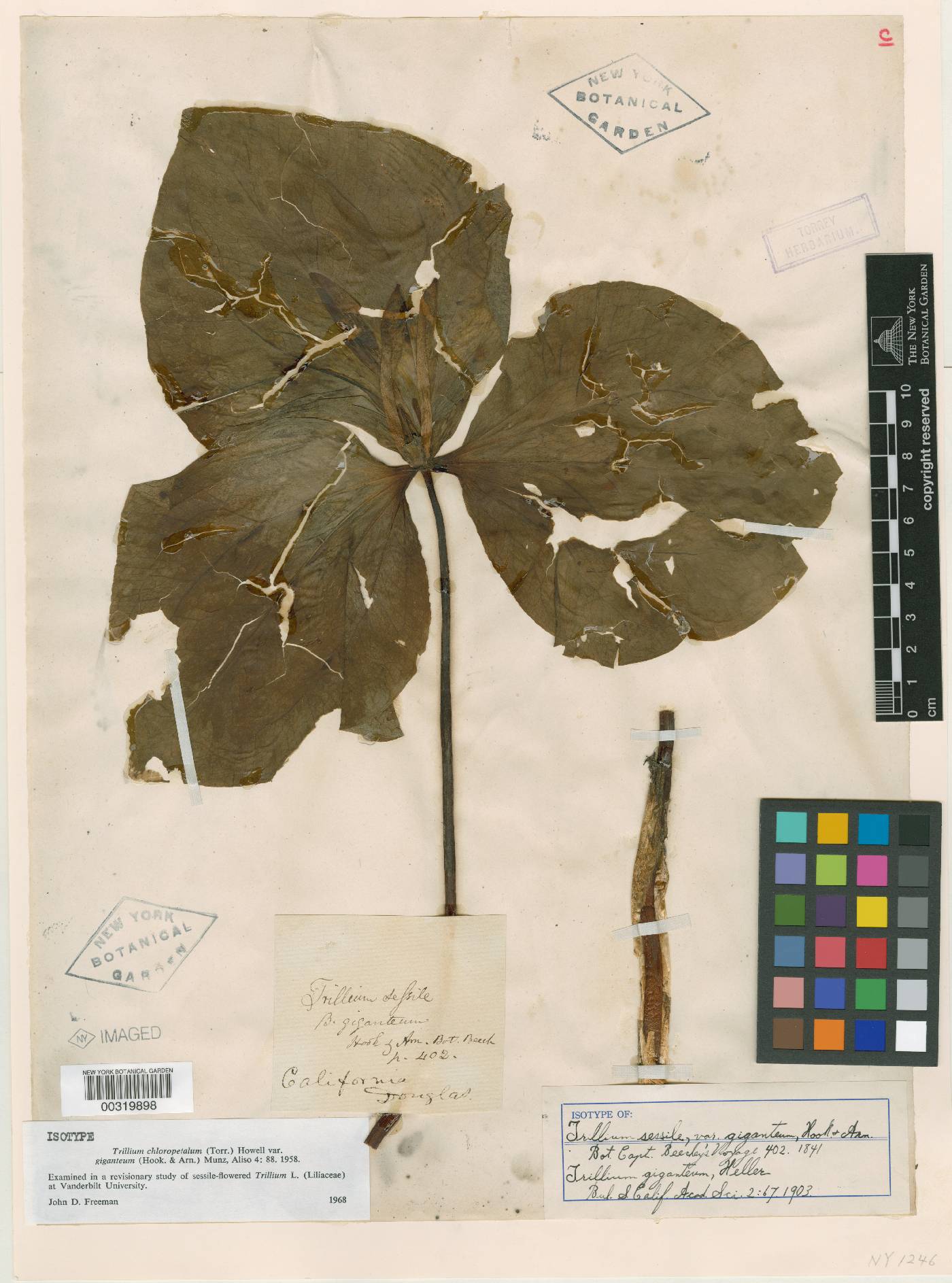 Trillium sessile var. giganteum image