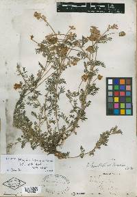 Astragalus hosackiae image