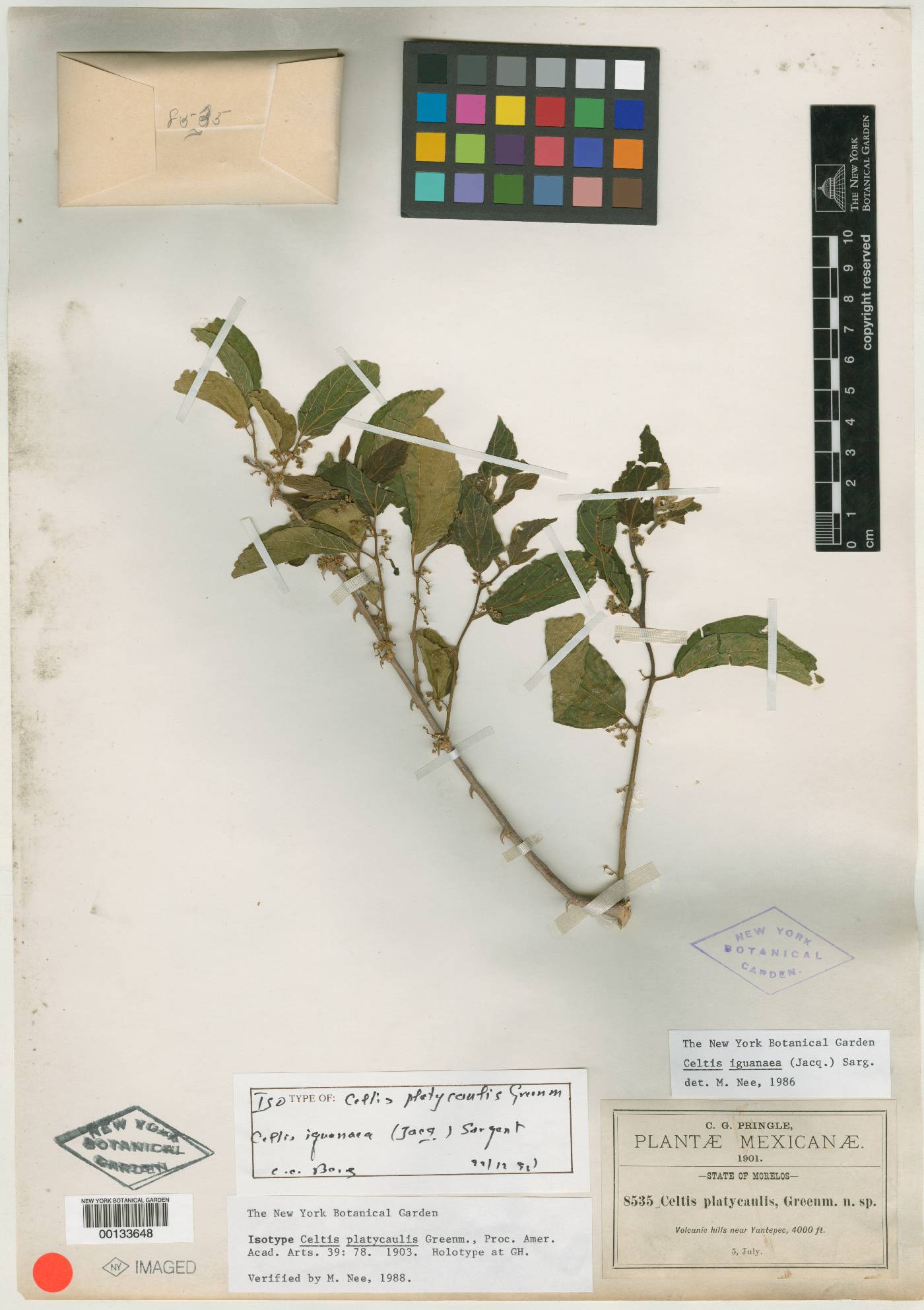 Celtis iguanaea image