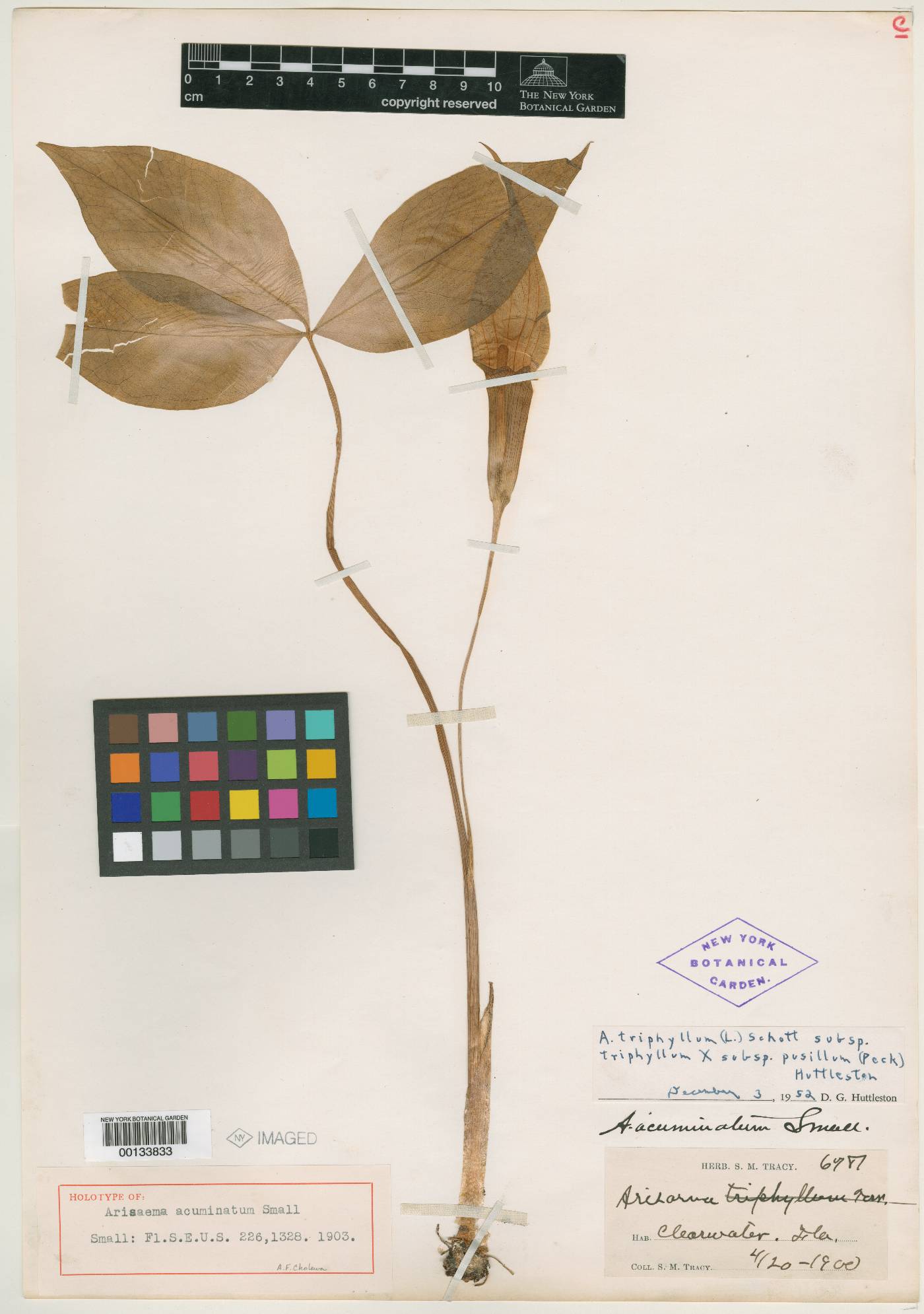 Arisaema acuminatum image