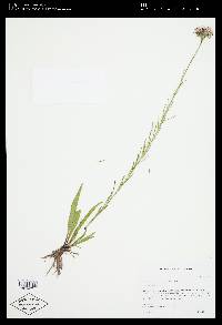 Marshallia graminifolia image