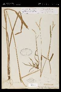 Paspalum setaceum var. muhlenbergii image