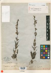 Penstemon secundiflorus image