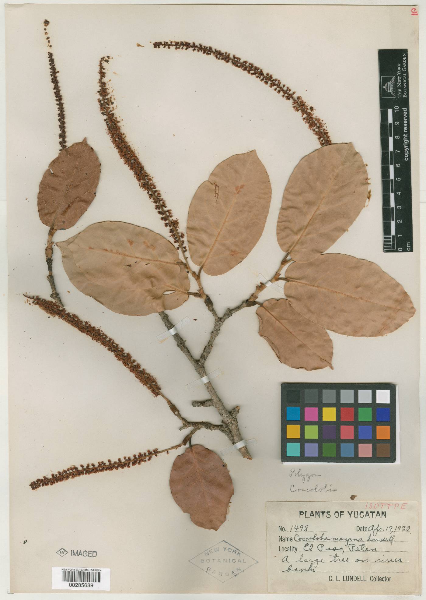 Coccoloba barbadensis image