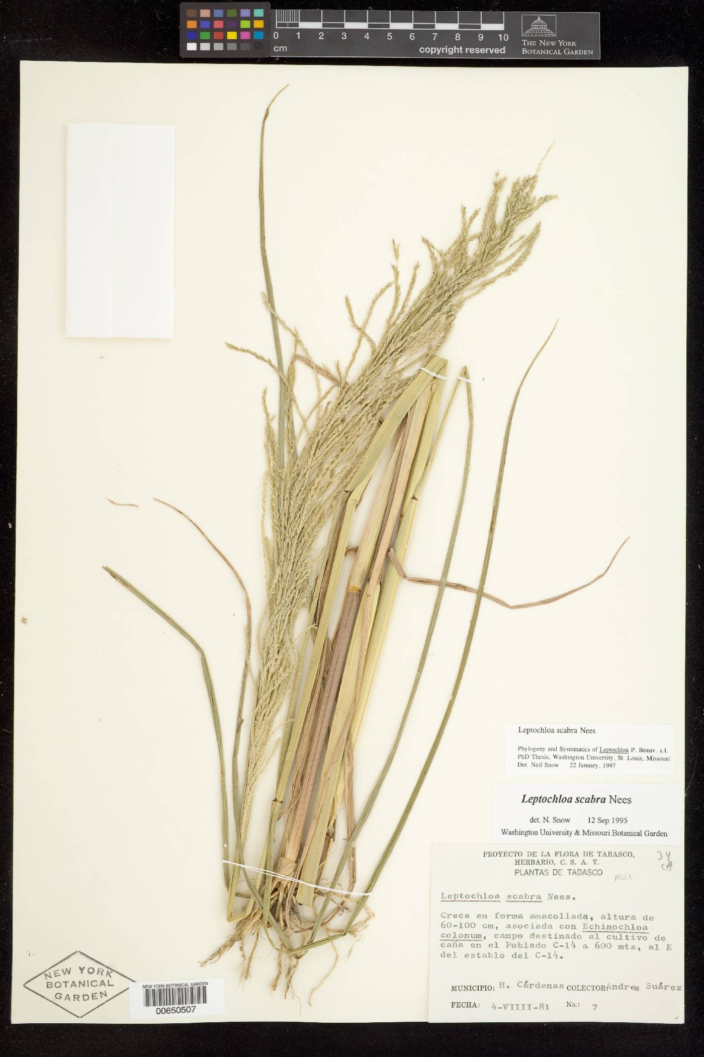 Leptochloa scabra image