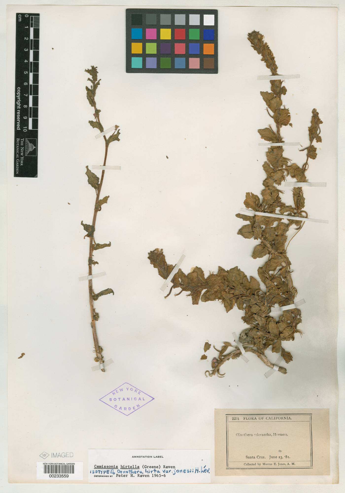 Oenothera micrantha var. jonesii image