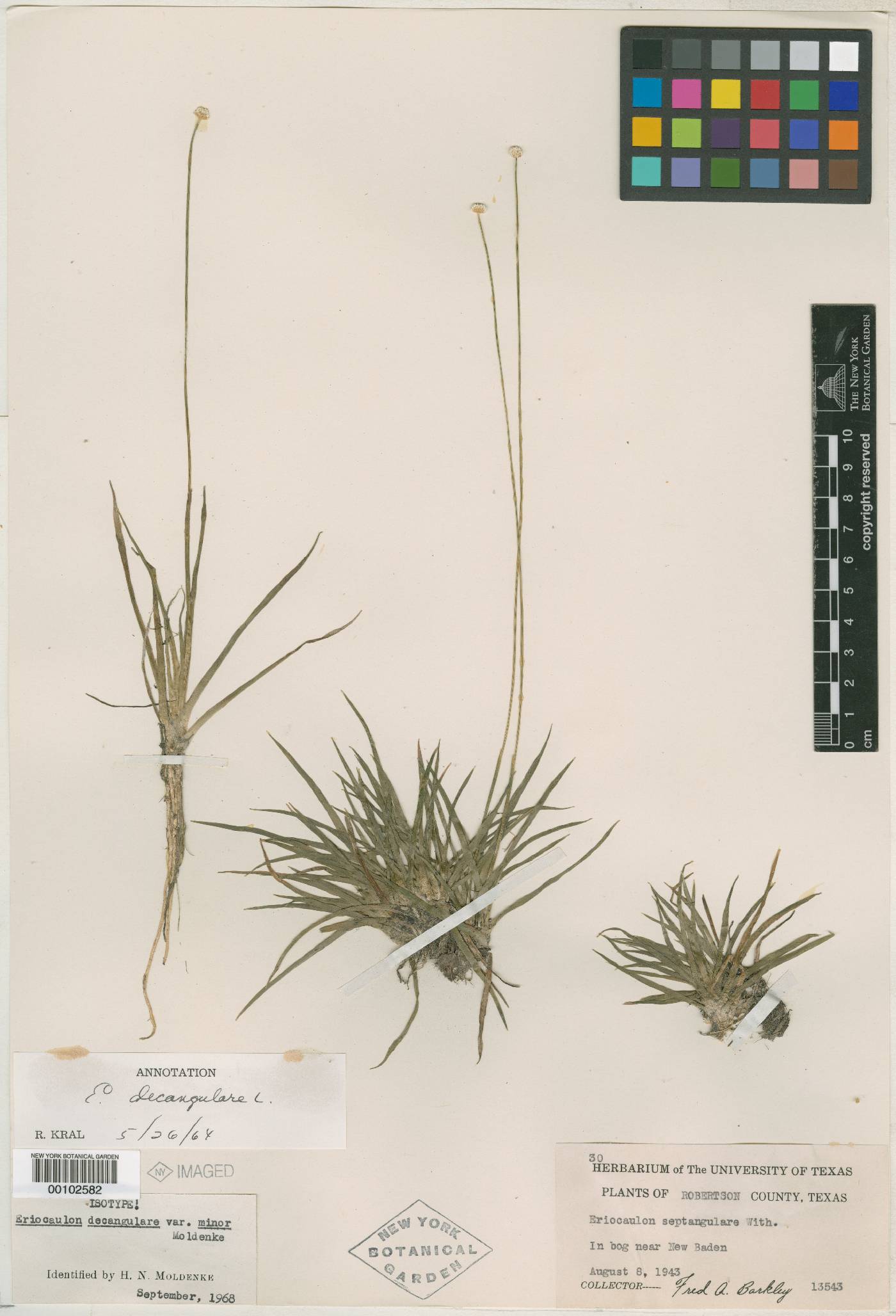 Eriocaulon decangulare var. minor image