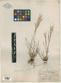 Andropogon glomeratus image