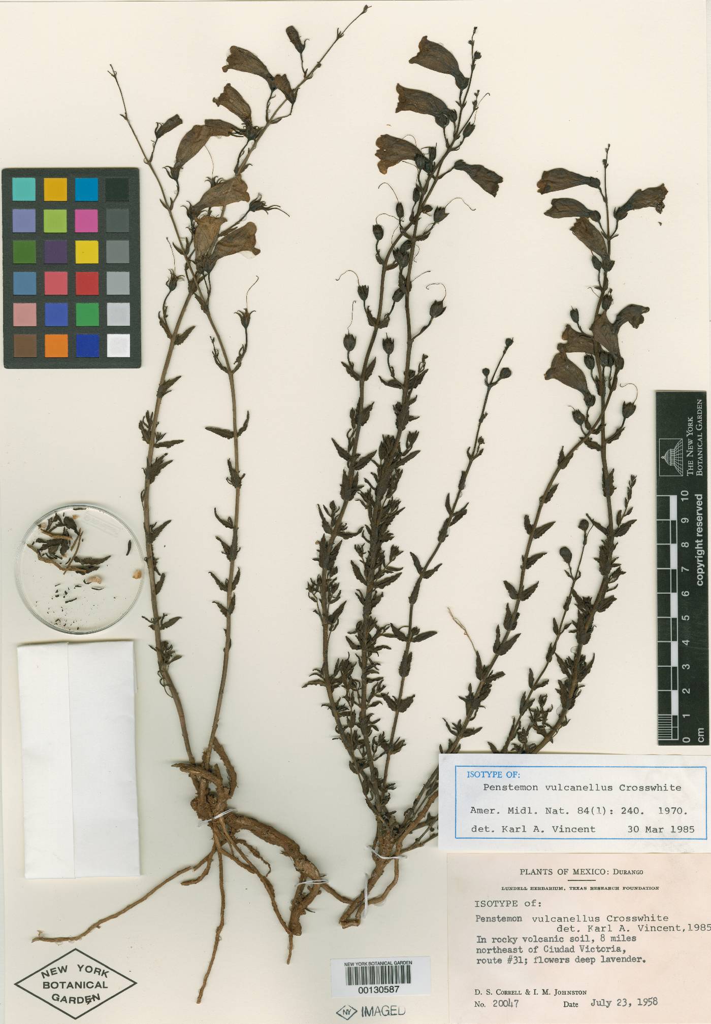 Penstemon vulcanellus image