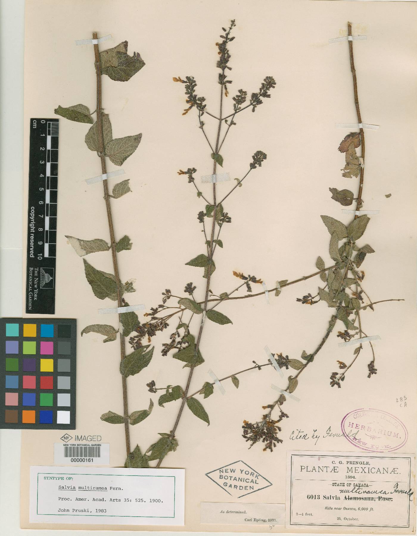 Salvia protracta image