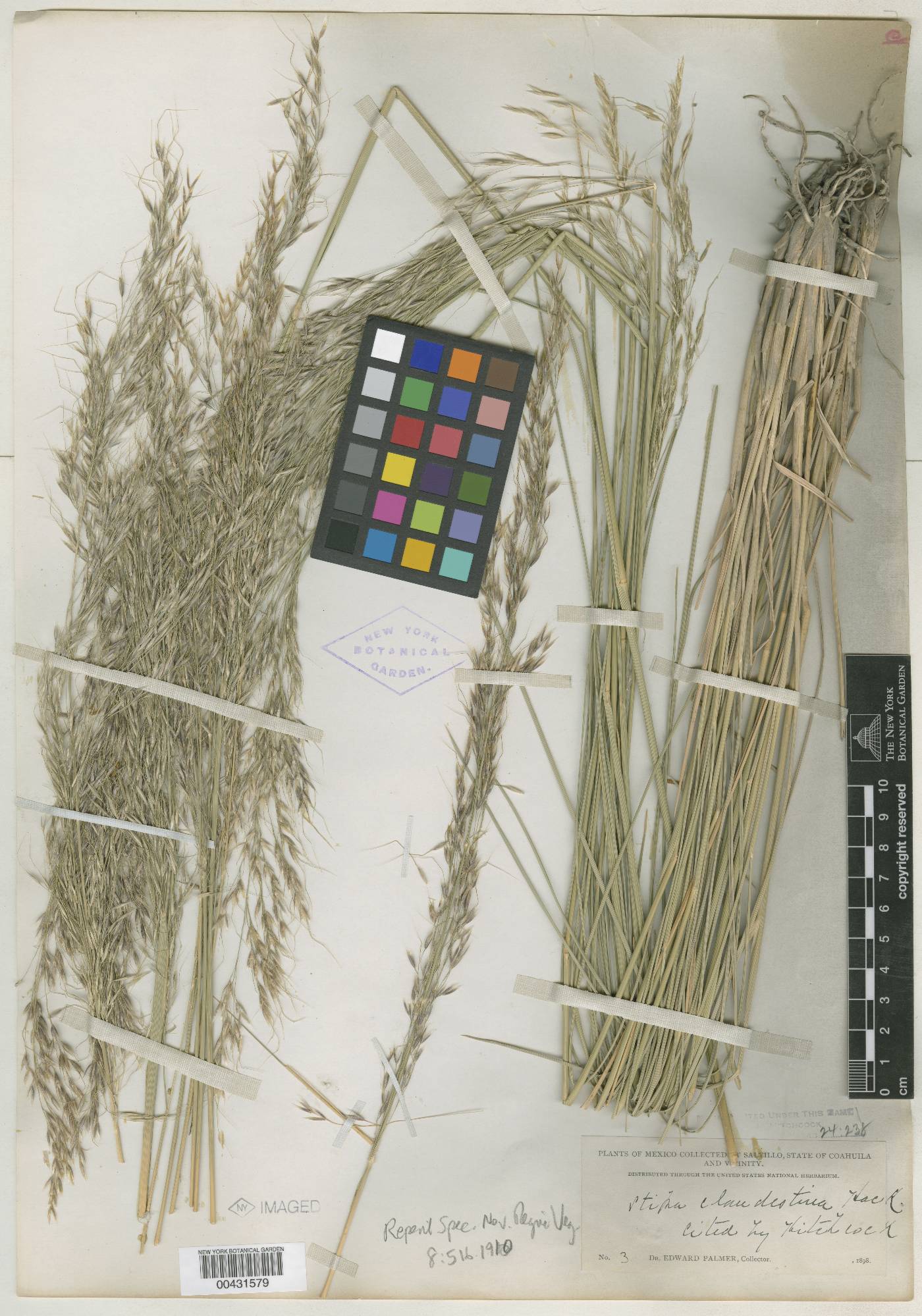 Stipa clandestina image