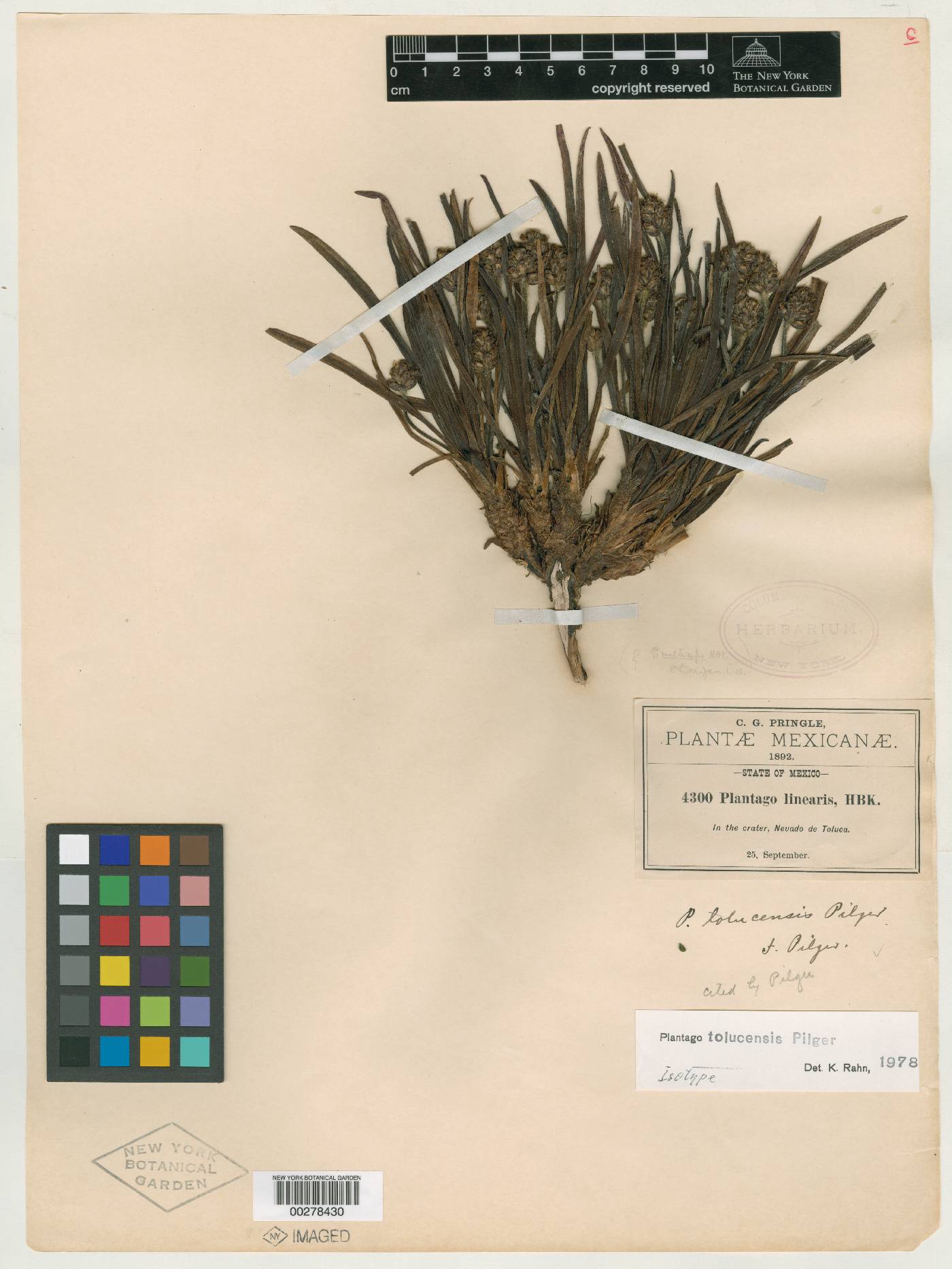 Plantago tolucensis image