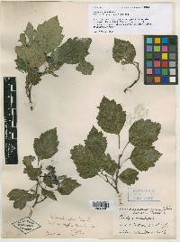 Crataegus porteri image