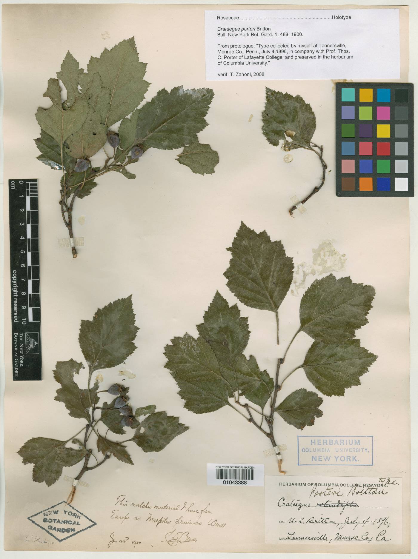 Crataegus porteri image