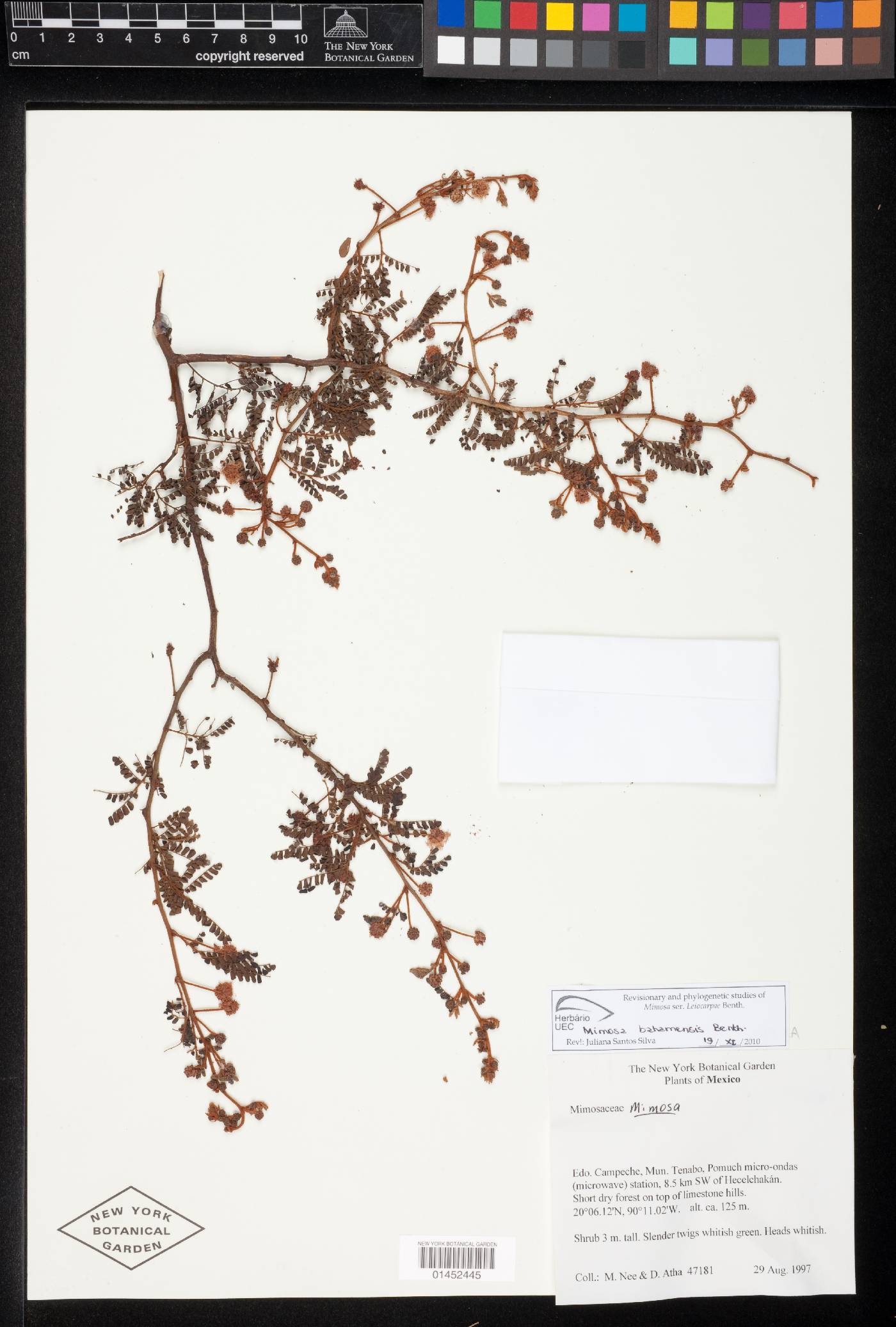 Mimosa bahamensis image