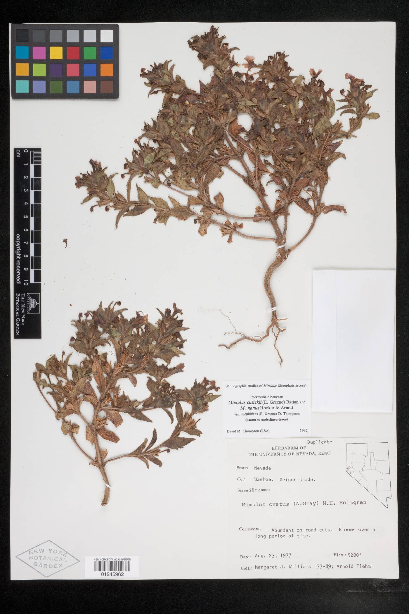 Diplacus ovatus image
