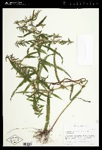 Symphyotrichum lanceolatum var. lanceolatum image