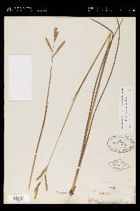 Paspalum praecox image