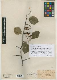 Crataegus stratfordensis image