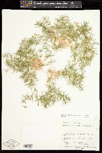 Linanthus watsonii image