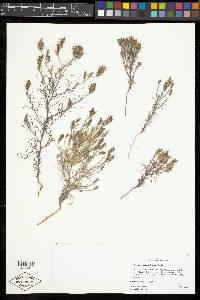 Cordylanthus ramosus image