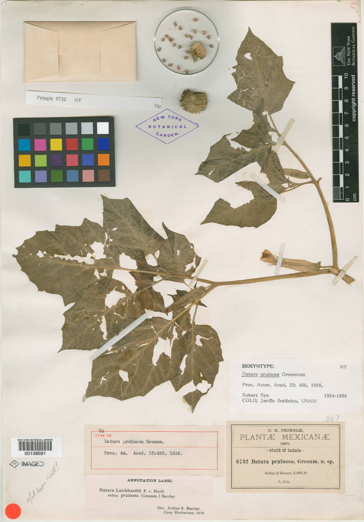 Datura leichhardtii image