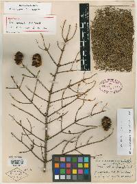 Picea australis image
