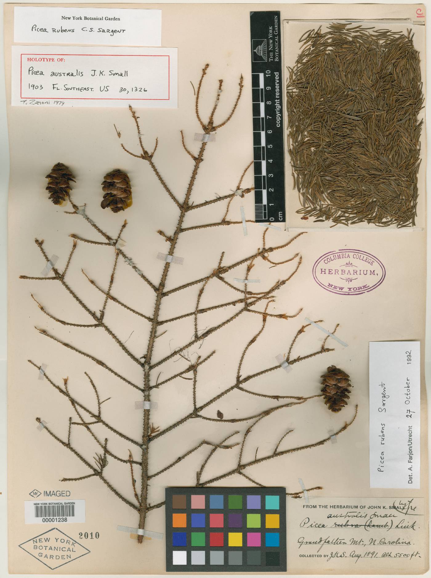 Picea australis image