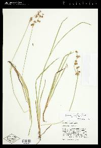 Juncus ensifolius var. montanus image