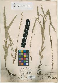 Desmodium subspicatum image