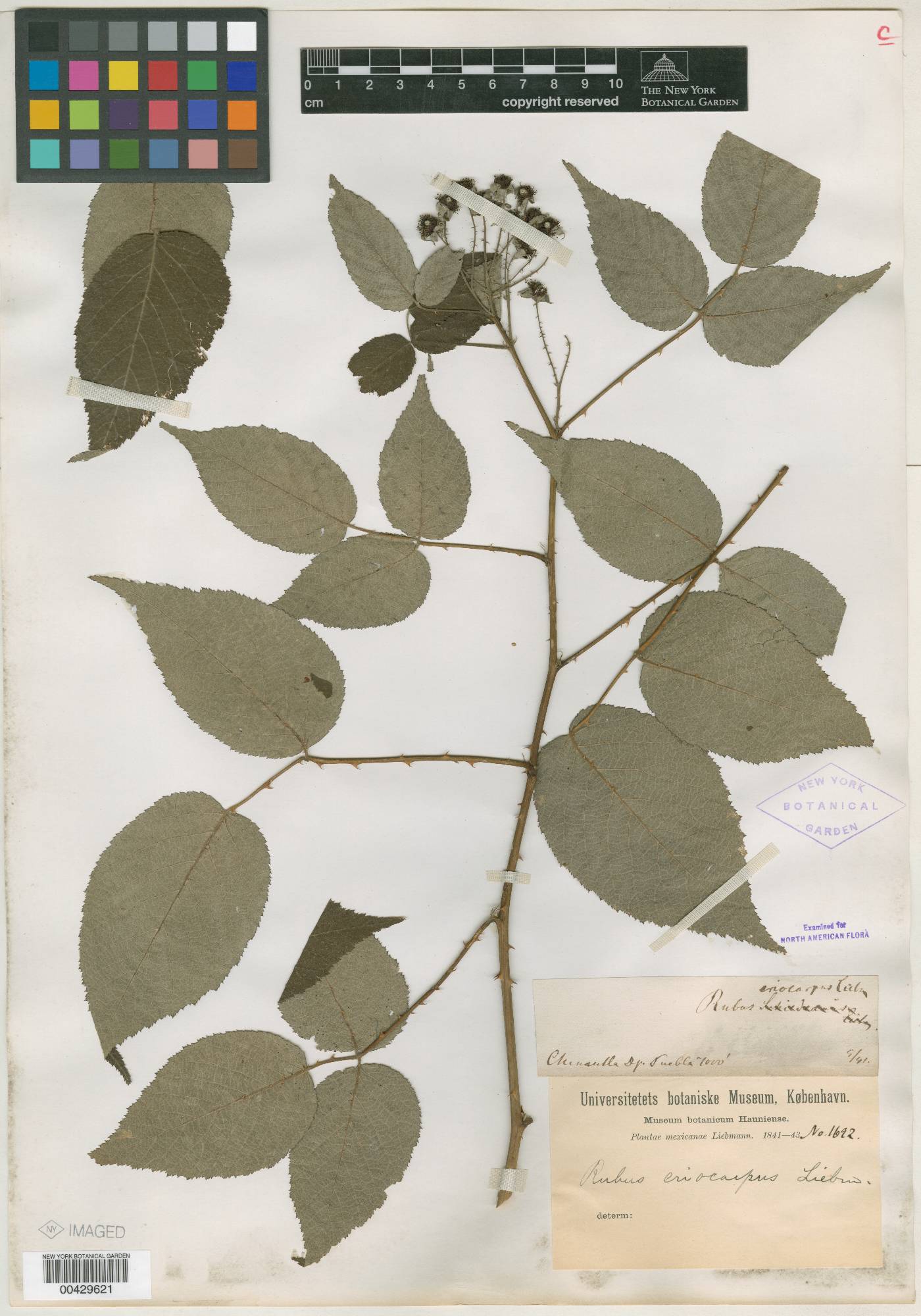 Rubus eriocarpus image