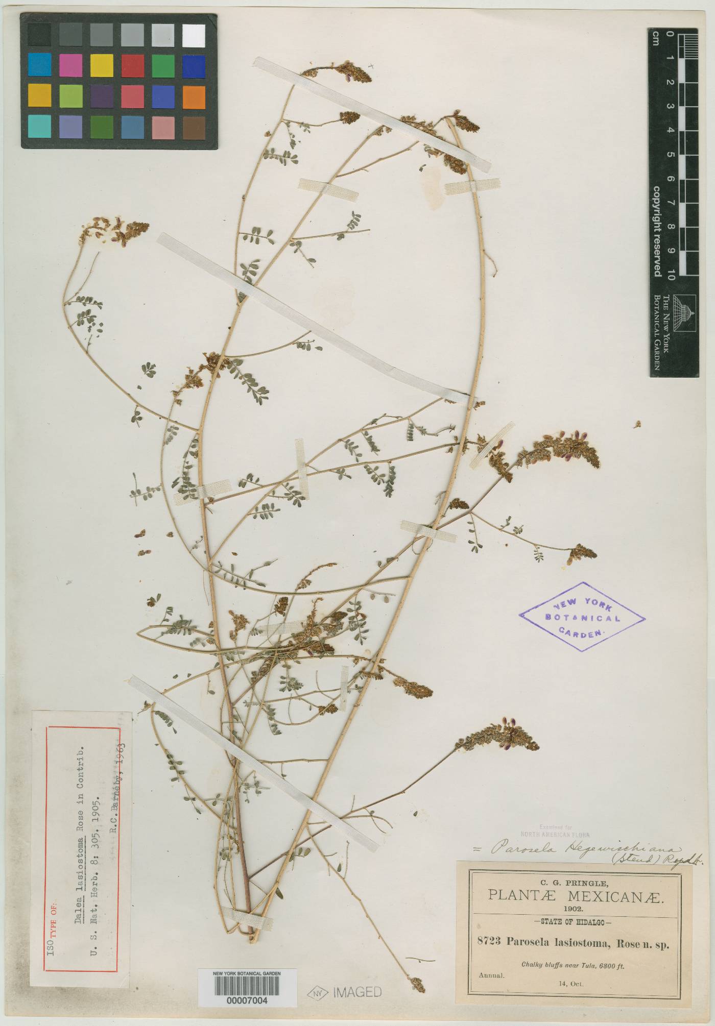 Dalea hegewischiana image