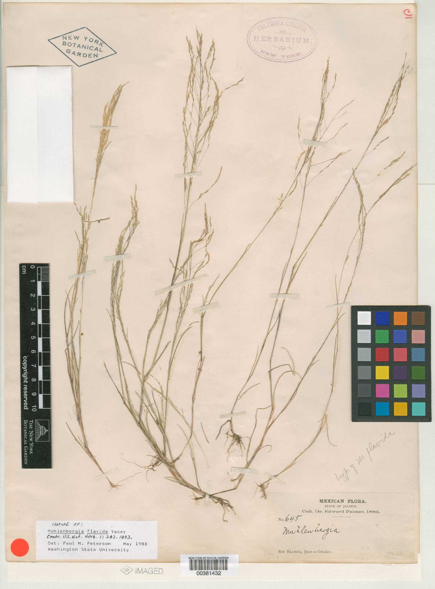 Muhlenbergia flavida image